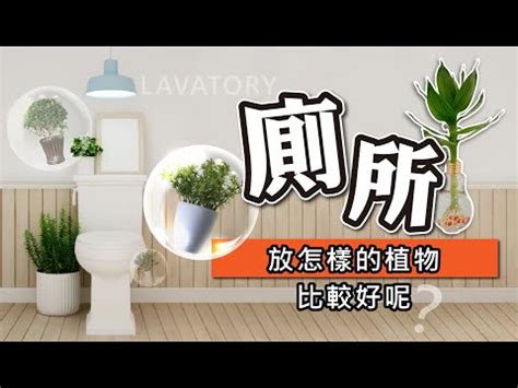 廁所植物 風水|廁所放什麼植物風水？化解水氣增財運秘訣公開